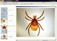 Биология. Микрофотографии. (Цифровая база изображений) - «globural.ru» - Можайск