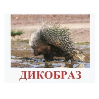 Карточки Домана "Дикие животные-3" - «globural.ru» - Можайск