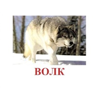 Карточки Домана "Дикие животные-1" - «globural.ru» - Можайск