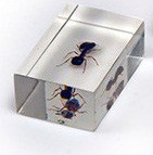 Комплект микропрепаратов для стереомикроскопа - «globural.ru» - Можайск