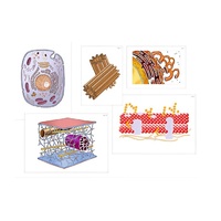 Модель-аппликация "Строение клетки" (ламинированная) - «globural.ru» - Можайск