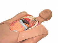 Муляж оперируемого пациента с экскурсией в грудную клетку и маской наркоза - «globural.ru» - Можайск