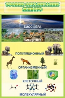 Стенд "Уровни организации живого" - «globural.ru» - Можайск