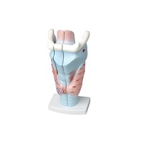 Модель гортани в разрезе - «globural.ru» - Можайск