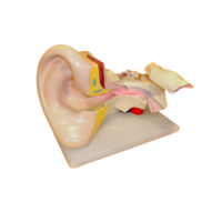 Модель Ухо человека - «globural.ru» - Можайск