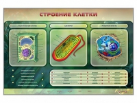 Электрифицированный стенд "Строение клетки" с маркерными полями - «globural.ru» - Можайск