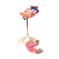 Модель сердца (лабораторная) - «globural.ru» - Можайск