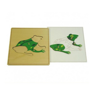 Строение лягушки с контуром - «globural.ru» - Можайск