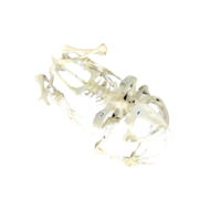 Скелет лягушки - «globural.ru» - Можайск