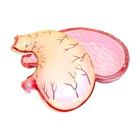 Модель желудка в разрезе - «globural.ru» - Можайск