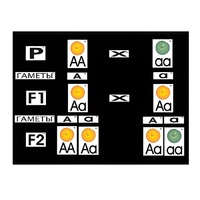 Модель-аппликация "Моногибридное скрещивание" (ламинированная) - «globural.ru» - Можайск