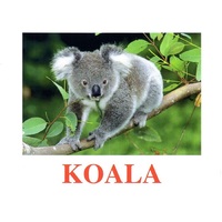 "Wild Animals-2" ("Дикие животные-2") английские карточки Домана - «globural.ru» - Можайск