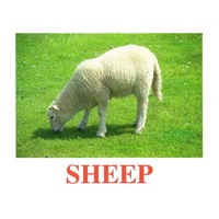 "Domestic Animals" ("Домашние животные") английские карточки Домана - «globural.ru» - Можайск