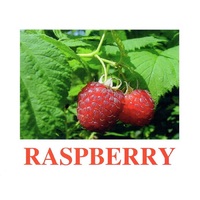 "Berries-1" ("Ягоды-1") английские карточки Домана - «globural.ru» - Можайск