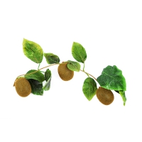 Муляж "Ветка киви" - «globural.ru» - Можайск