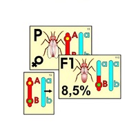 Модель-аппликация "Перекрест хромосом" (ламинированная) - «globural.ru» - Можайск