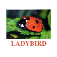 "Insects" ("Насекомые") английские карточки Домана - «globural.ru» - Можайск