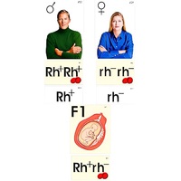 Модель-аппликация "Наследование резус-фактора" (ламинированная) - «globural.ru» - Можайск