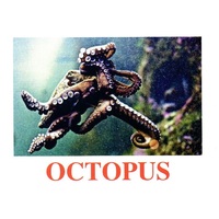 "Water Life" ("Подводный мир") английские карточки Домана - «globural.ru» - Можайск