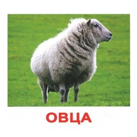 .Карточки Домана "Домашние животные" - «globural.ru» - Можайск