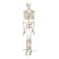 Скелет человека на роликовой подставке (170 см) - «globural.ru» - Можайск