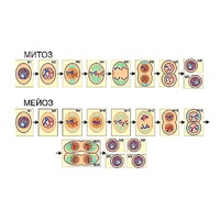 Модель-аппликация "Деление клетки. Митоз и мейоз" (ламинированная) - «globural.ru» - Можайск