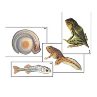 Модель-аппликация "Развитие костной рыбы и лягушки" (ламинированная) - «globural.ru» - Можайск