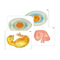 Модель-аппликация "Развитие птицы и млекопитающего (человека)" (ламинированная) - «globural.ru» - Можайск