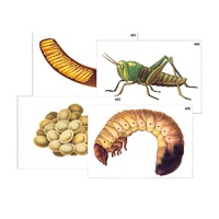 Модель-аппликация "Развитие насекомых с полным и неполным превращением" (ламинированная) - «globural.ru» - Можайск
