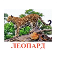 Карточки Домана "Дикие животные-2" - «globural.ru» - Можайск