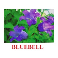 "Wild Flowers-Herbs" ("Полевые цветы-Травы") английские карточки Домана - «globural.ru» - Можайск