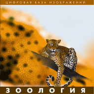 Зоология. (Цифровая база изображений) - «globural.ru» - Можайск