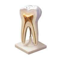 Модель строения зуба - «globural.ru» - Можайск