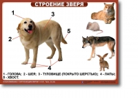 Ознакомление с окружающим миром. 1-4 класс. Комплект таблиц. Наглядные пособия для начальной школы, учебные пособия - «globural.ru» - Можайск