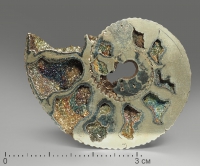 Аммонит пиритизированный, полированный срез 4-4,5 см - «globural.ru» - Можайск