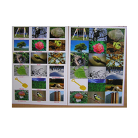 Английское лото "На прогулке" - «globural.ru» - Можайск