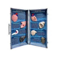 Учебно-демонстрационный кейс "Последствия употребления алкоголя и наркотиков" - «globural.ru» - Можайск