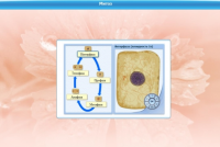 Интерактивные курсы. Биология 6 класс. Базовый  - «globural.ru» - Можайск