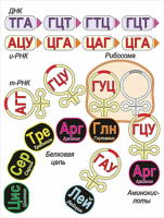 Модель-аппликация Биосинтез белка - «globural.ru» - Можайск