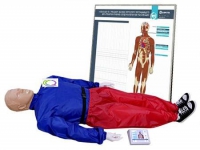 Тренажер-манекен взрослого пострадавшего "Александр-01" для отработки приемов сердечно-легочной реанимации (голова, туловище, конечности) с контроллером и настенным табло - «globural.ru» - Можайск