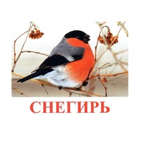 Карточки Домана "Птицы-1" - «globural.ru» - Можайск