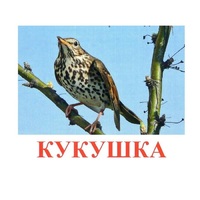 Карточки Домана "Птицы-3" - «globural.ru» - Можайск