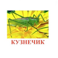 Карточки Домана "Насекомые" - «globural.ru» - Можайск