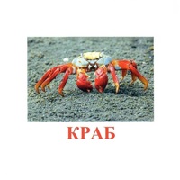 Карточки Домана "Подводный мир" - «globural.ru» - Можайск