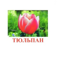 Карточки Домана "Цветы-1" - «globural.ru» - Можайск