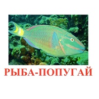 Карточки Домана "Рыбы" - «globural.ru» - Можайск