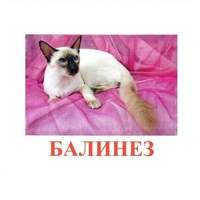 Карточки Домана "Породы кошек" - «globural.ru» - Можайск