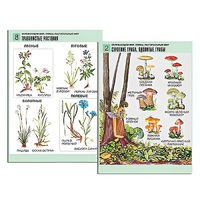 Комплект таблиц для начальной школы "Окружающий мир. Грибы. Растительный мир" - «globural.ru» - Можайск