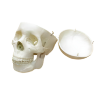 Модель "Череп человека" - «globural.ru» - Можайск