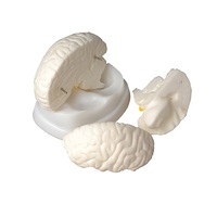 Модель мозга в разрезе - «globural.ru» - Можайск